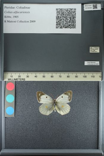 Media type: image;   Entomology 184589
